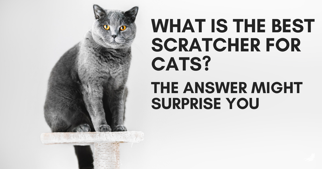 What Is the Best Scratcher for Cats? The Answer Might Surprise You
