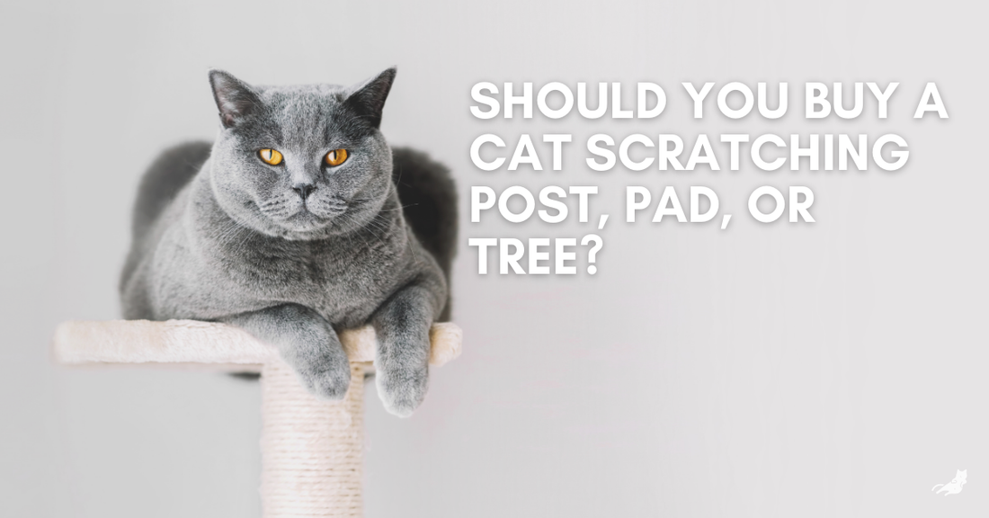 Gray cat on a cat scratching post with text asking the best scratching post options