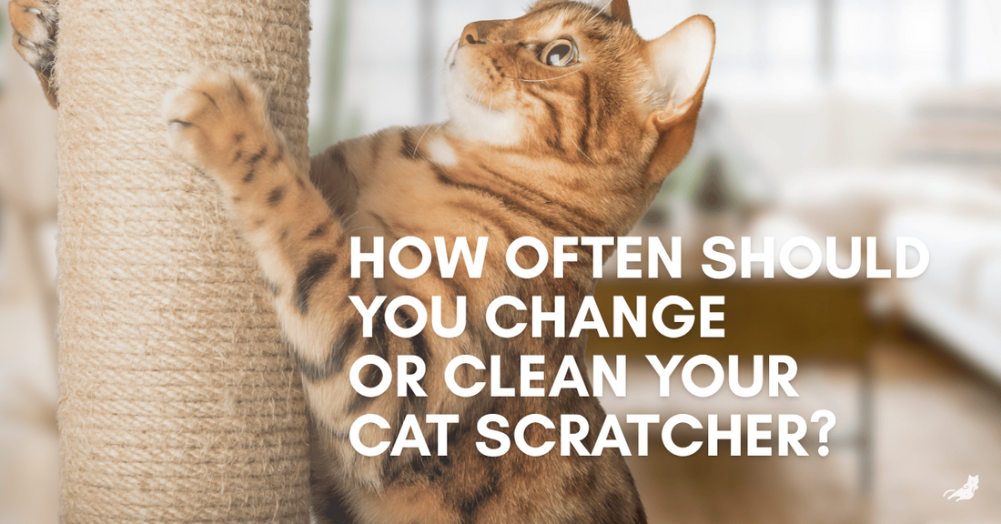 cat scratching a sisal scratcher with text that reads: How often should you change or clean your cat scratcher?