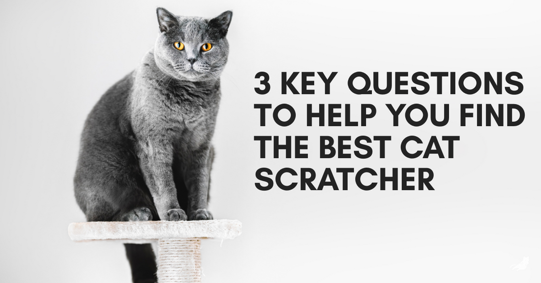 3 Key Questions to Help You Find the Best Cat Scratcher for Your Home