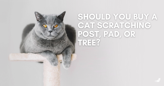 Gray cat on a cat scratching post with text asking the best scratching post options