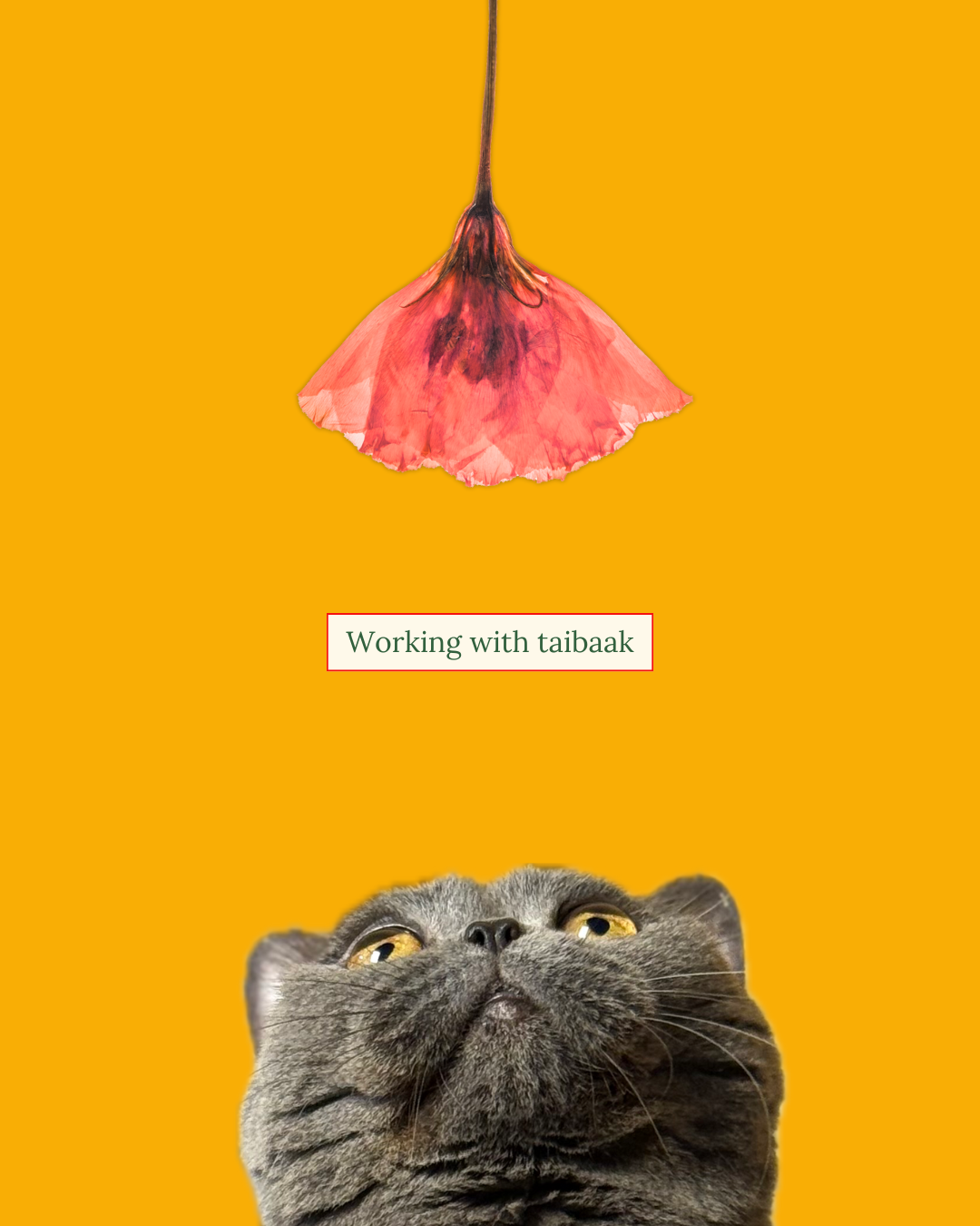 Artist & Creator Program – A collaborative platform where artists and designers can bring their creativity to life on functional pet products. 